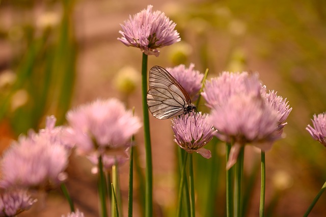 summer, onion, blooms