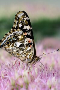 Beautiful close-up shot of a butterfly perched on pink flowers showcasing nature's delicate beauty.